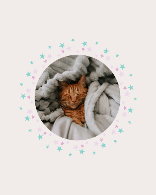 Hospedagem Domiciliar Felina