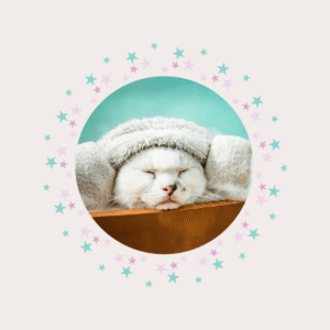 Spa sem banho para gato Piedade / Candeias