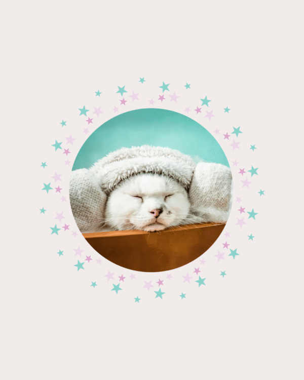 Spa sem banho para gato Piedade / Candeias
